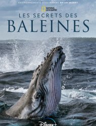Les Secrets des baleines French Stream